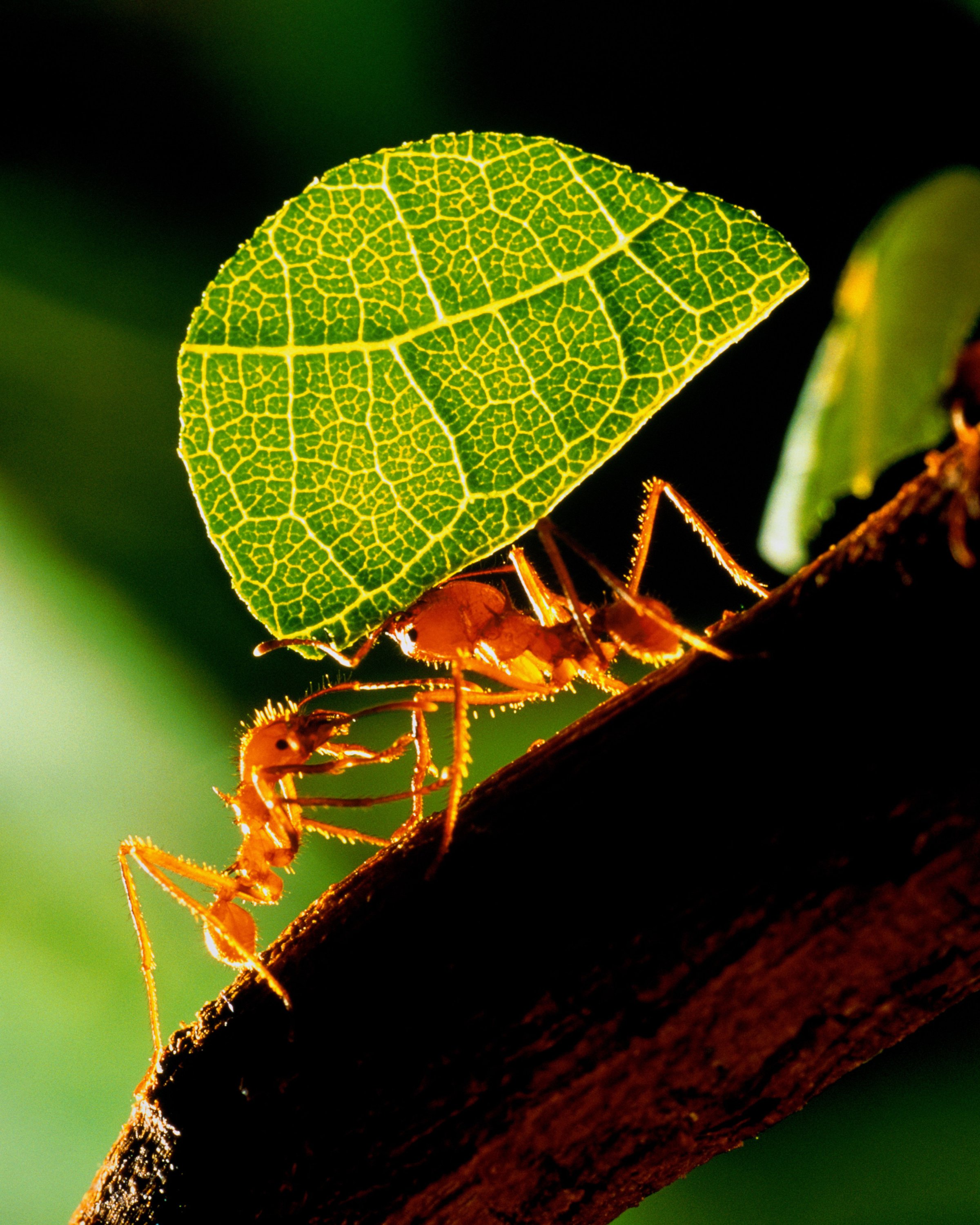 Leaf cutter ants (Atta sp.) carrying section of leaf
