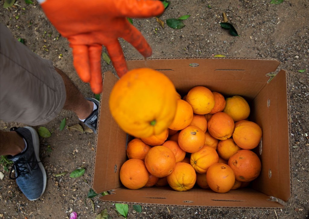 Oranges are placed inside a box in Newbury Park, CA