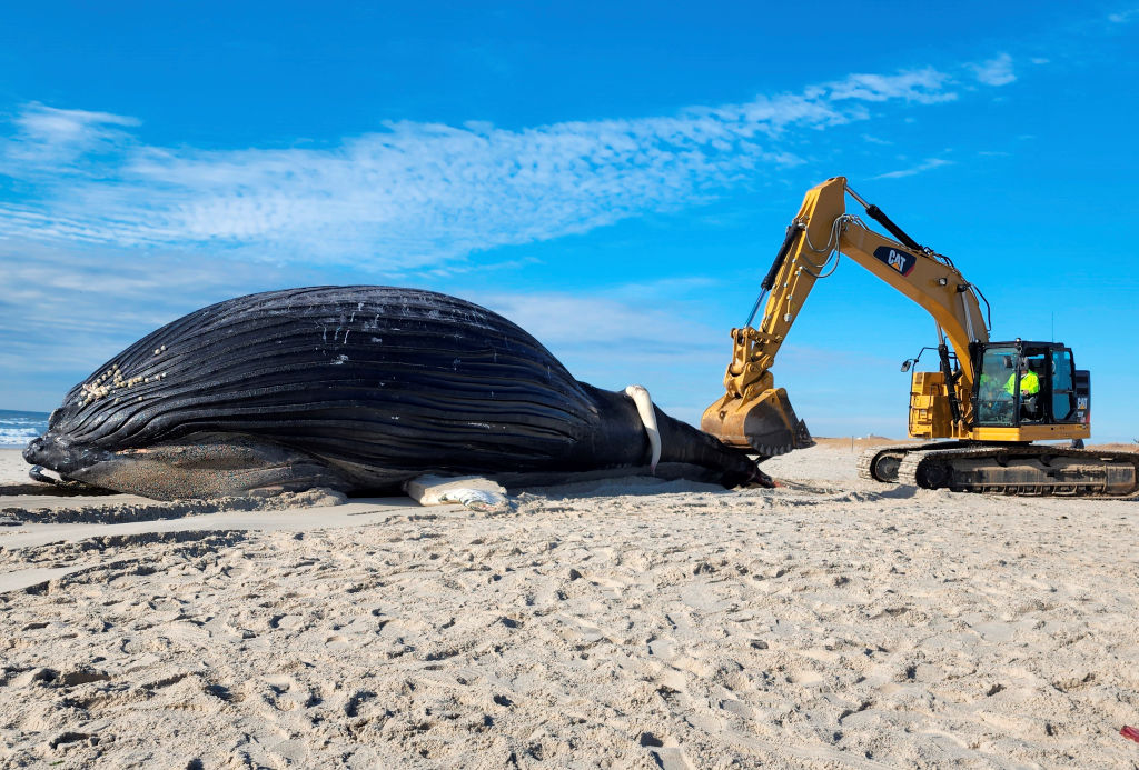 The remains of a male humpback whale lies on the beach at Lido Beach, New York, on Jan. 30, 2023. (James Carbone/Newsday RM—Getty Images)