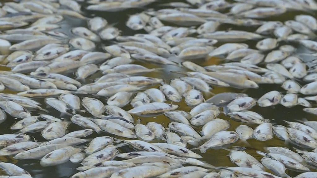 In this image from video, dead fish float on the surface of the lower Darling-Baaka River near the New South Wales state far west town of Menindee, Australia, on March 18, 2023. (Australian Broadcasting Corporation/AP)