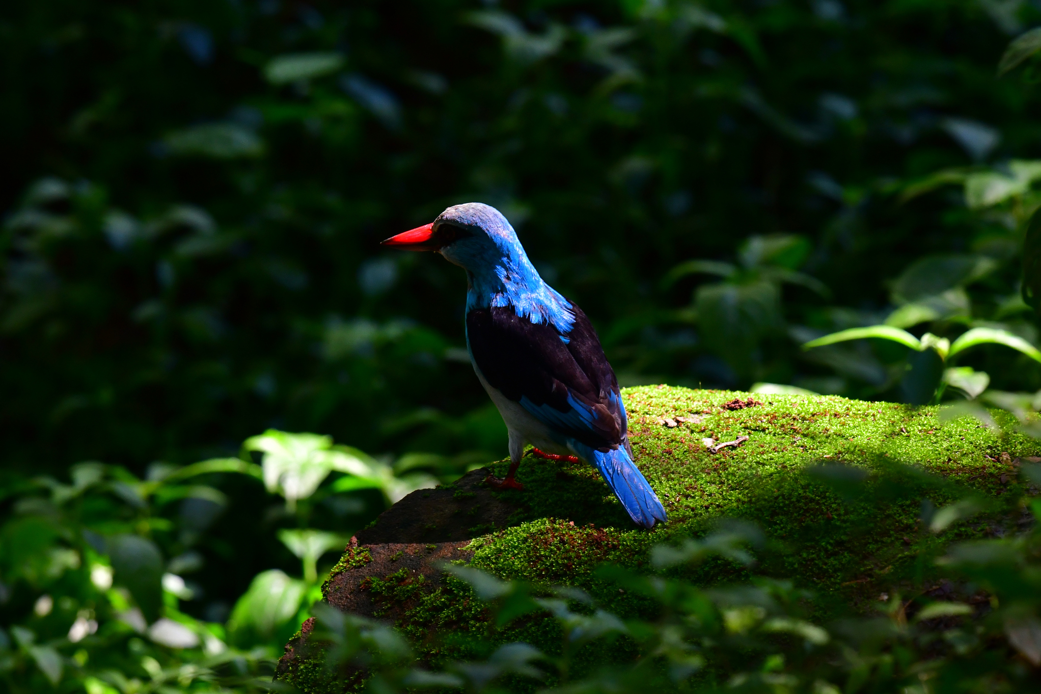 A Blue-breasted kingfisher in the Budongo Forest reserve, a key biodiversity area in Uganda. (Michele D'Amico—Getty Images)