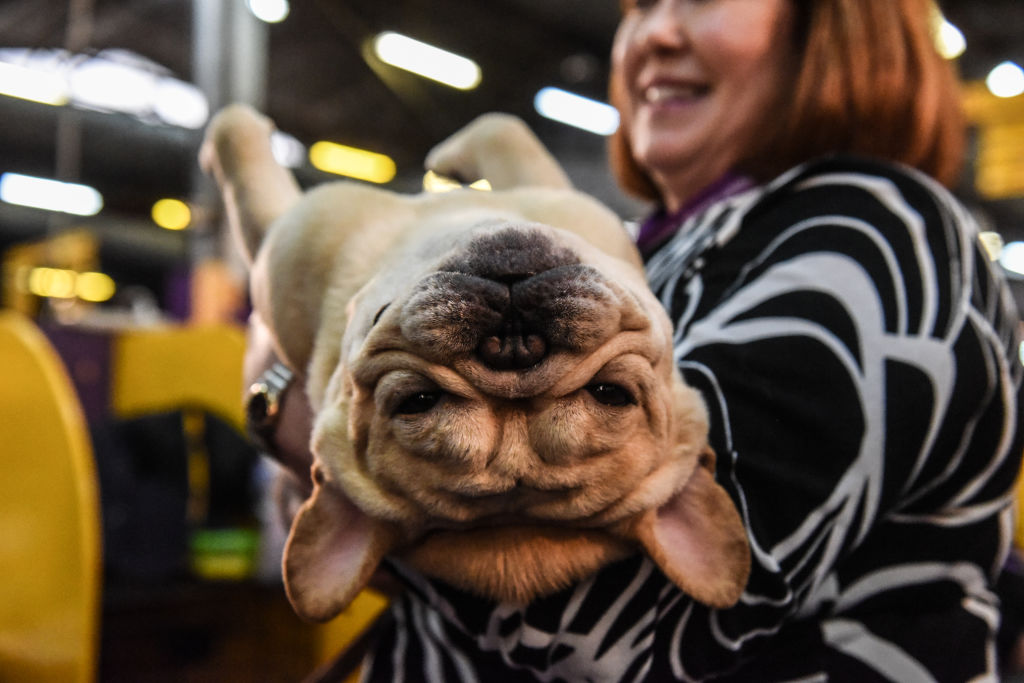 A person holds a French bulldog during the 144th annual Westminster Kennel Club Dog Show on February 10, 2020 in New York City. (Stephanie Keith—Getty Images)