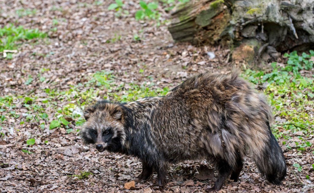 New evidence points to raccoon dogs as a potential source of COVID-19