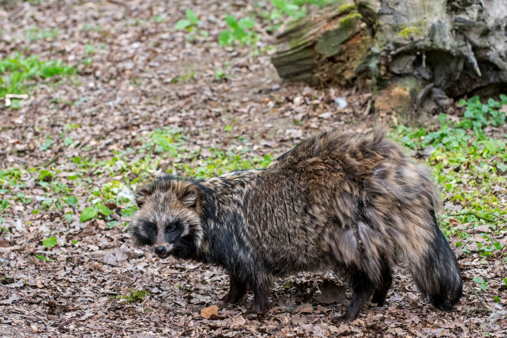 A raccoon dog foraging in a forest