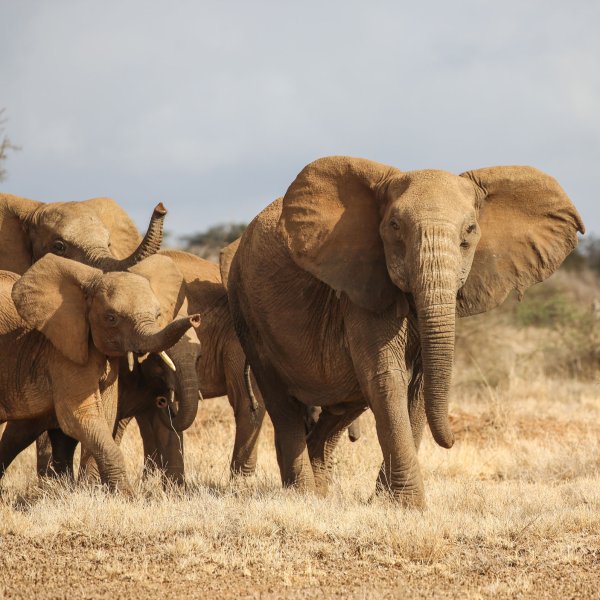 A herd of elephants passing through the Chyulu Hills in Kenya.