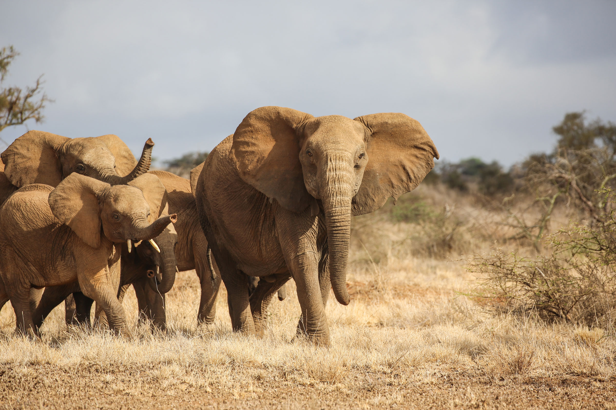 A herd of elephants passing through the Chyulu Hills in Kenya. (Kait Hanson)