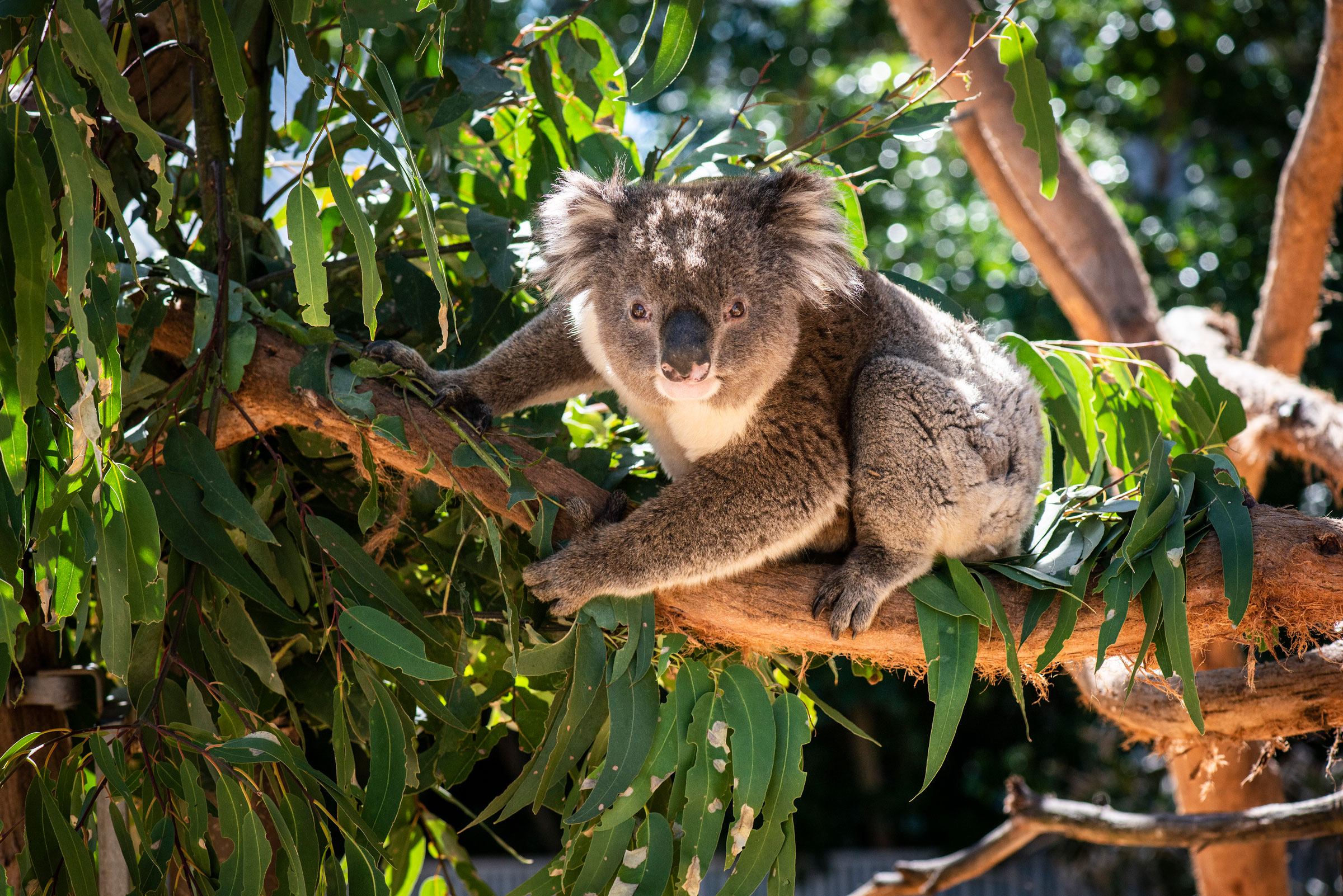 A koala on Kangaroo Island near Adelaide, Australia. (Susan Wright—The New York Times/Redux)