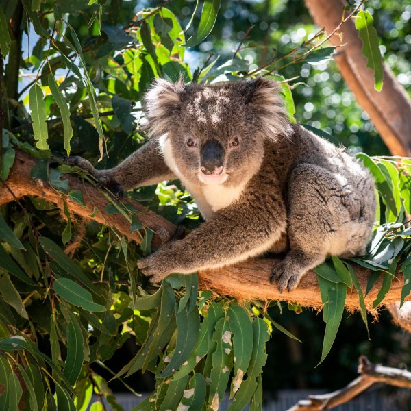 A koala on Kangaroo Island near Adelaide, Australia.