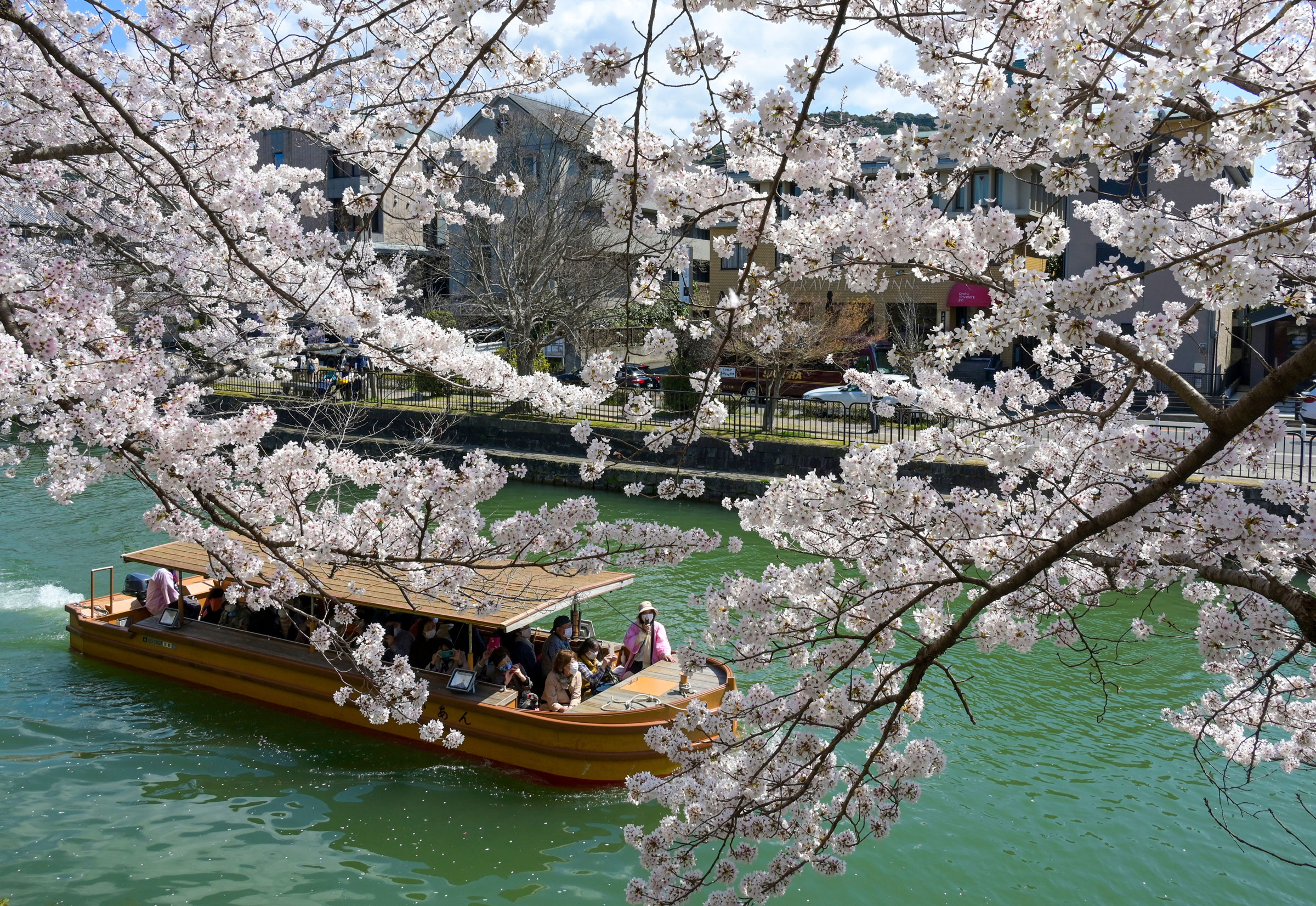 Cherry blossoms in full bloom at the Lake Biwa Canal in Kyoto City, Kyoto Prefecture. (The Yomiuri Shimbun/AP)