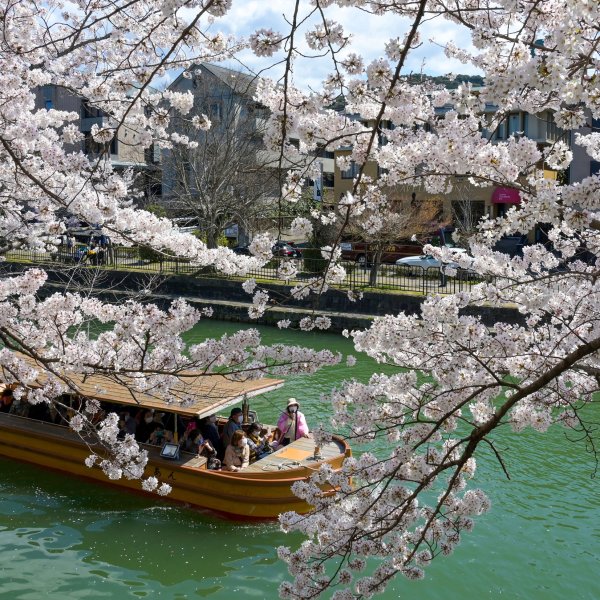 Cherry blossoms in full bloom at the Lake Biwa Canal in Kyoto City, Kyoto Prefecture.