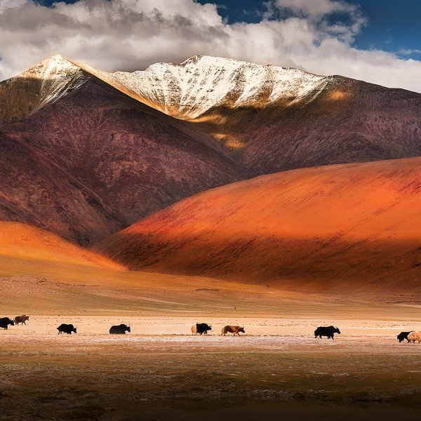 Wild yaks in Ladakh, India.