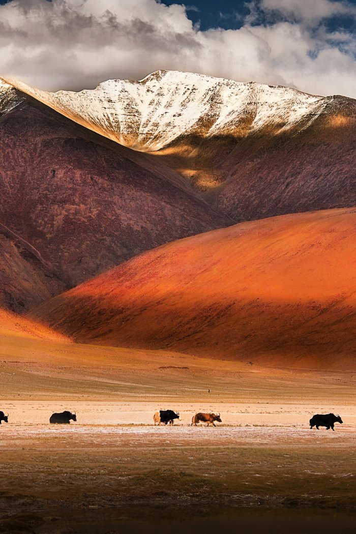 Wild yaks in Ladakh, India.