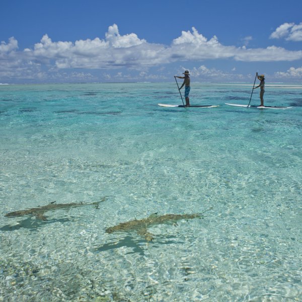 Tourists paddle board past sharks in the Tuamotu Islands, Tikehau, Tahiti.