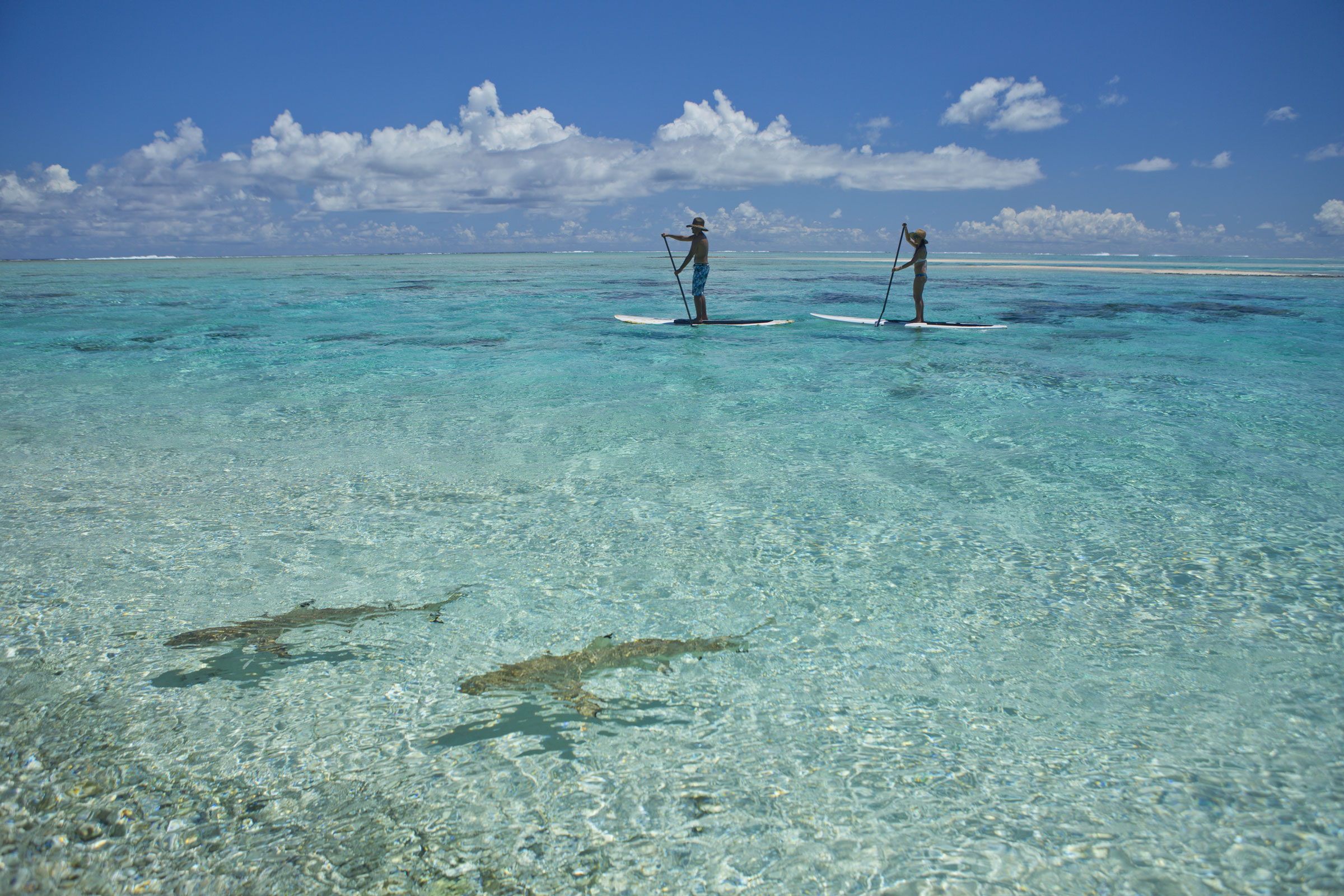 Tourists paddle board past sharks in the Tuamotu Islands, Tikehau, Tahiti. (Tahiti Tourisme)