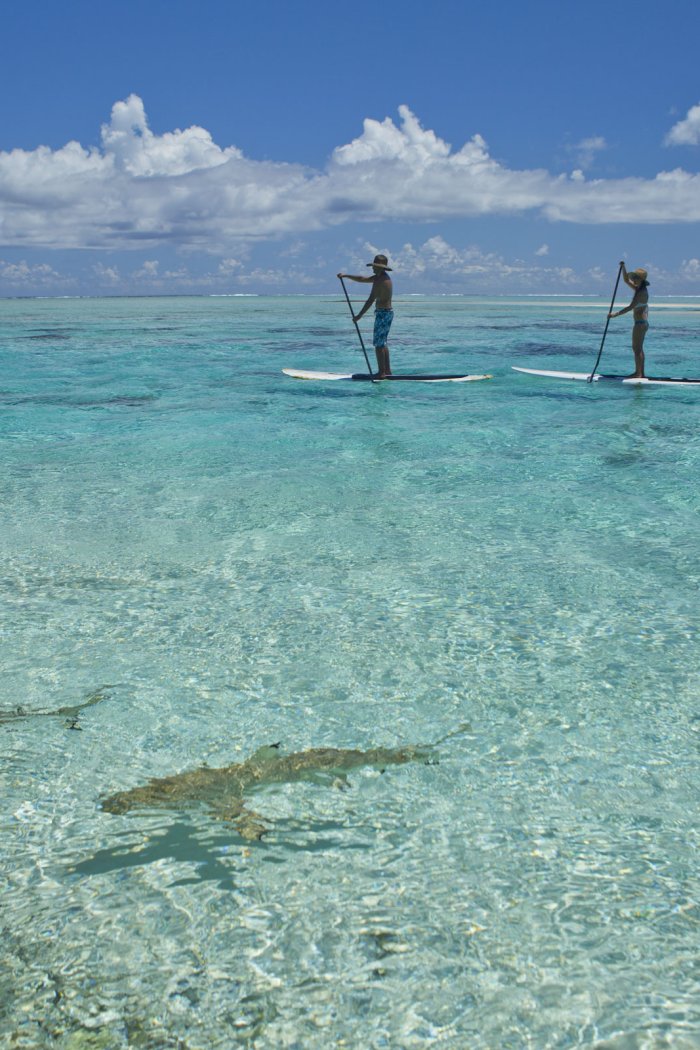 Tourists paddle board past sharks in the Tuamotu Islands, Tikehau, Tahiti.