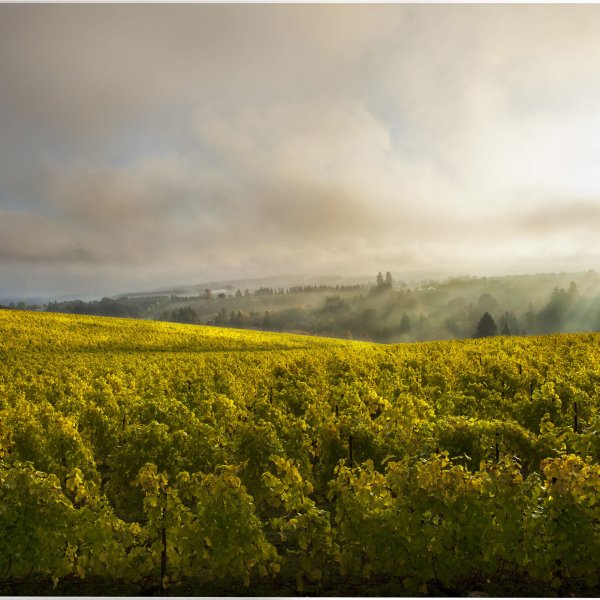 A view of the Ponzi Vineyards in Willamette Valley, Ore.