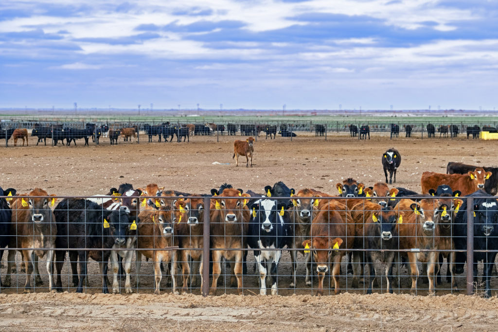 Herd of young cows and calves behind wire fence on cattle ranch in Eastern Texas, United States. (Marica van der Meer/Arterra/Universal Images Group—Getty Images)