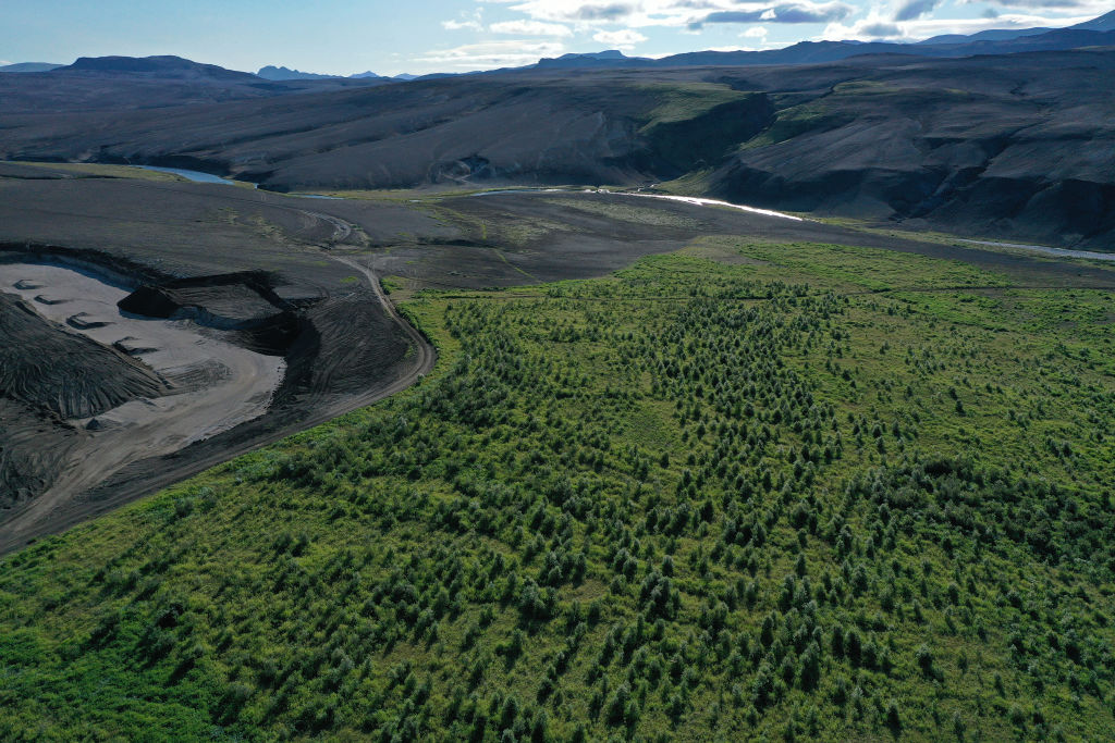 Native birch trees were planted by the Icelandic Forest Service next to a desert of volcanic sand on August 12, 2021. The Icelandic government has pledged to reduce the country's carbon footprint and is investing in reforestation as a means to offset emissions. (Sean Gallup—Getty Images)