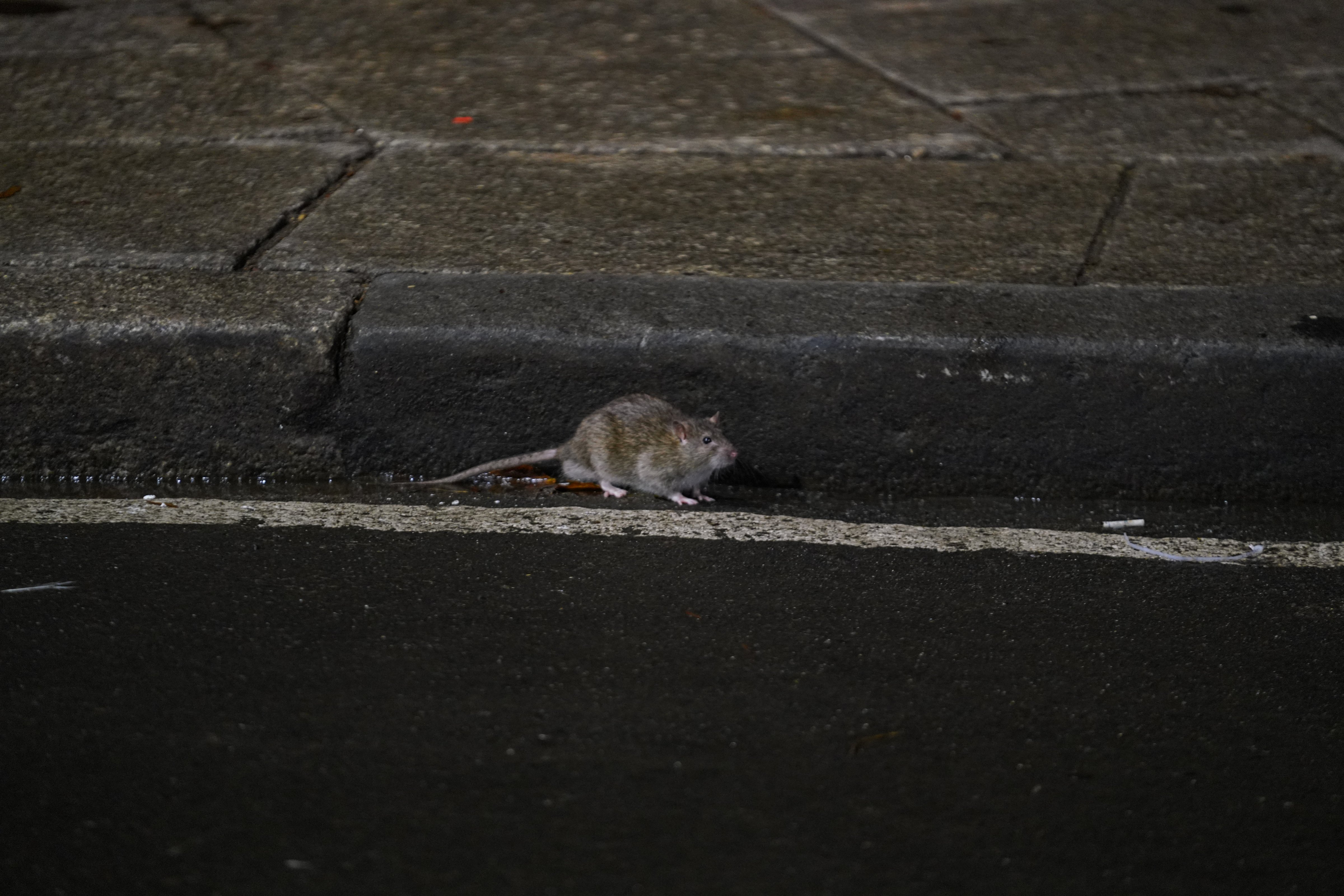 A rat is seen in a street of New York City on Oct. 19, 2022. (Lokman Vural Elibol/Anadolu Agency—Getty Images)