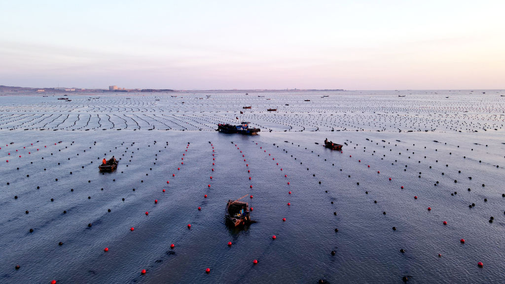 Mariculture In Rongcheng