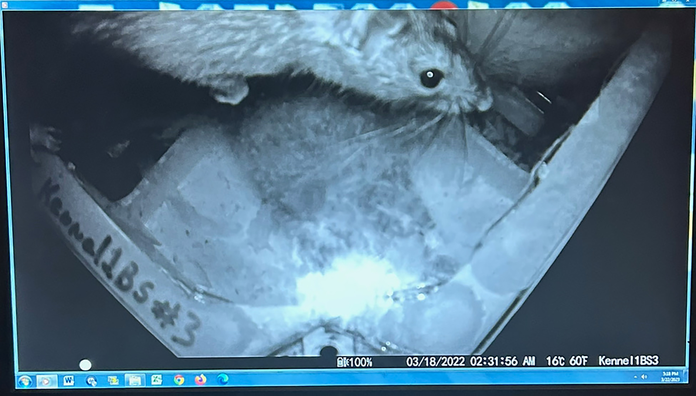 A photo of a rat drinking ContraPest, from a ContraPest user. The rat is on top of a bait station with a clear lid. (Courtesy Tom Ohmart, FYXX Foundation)