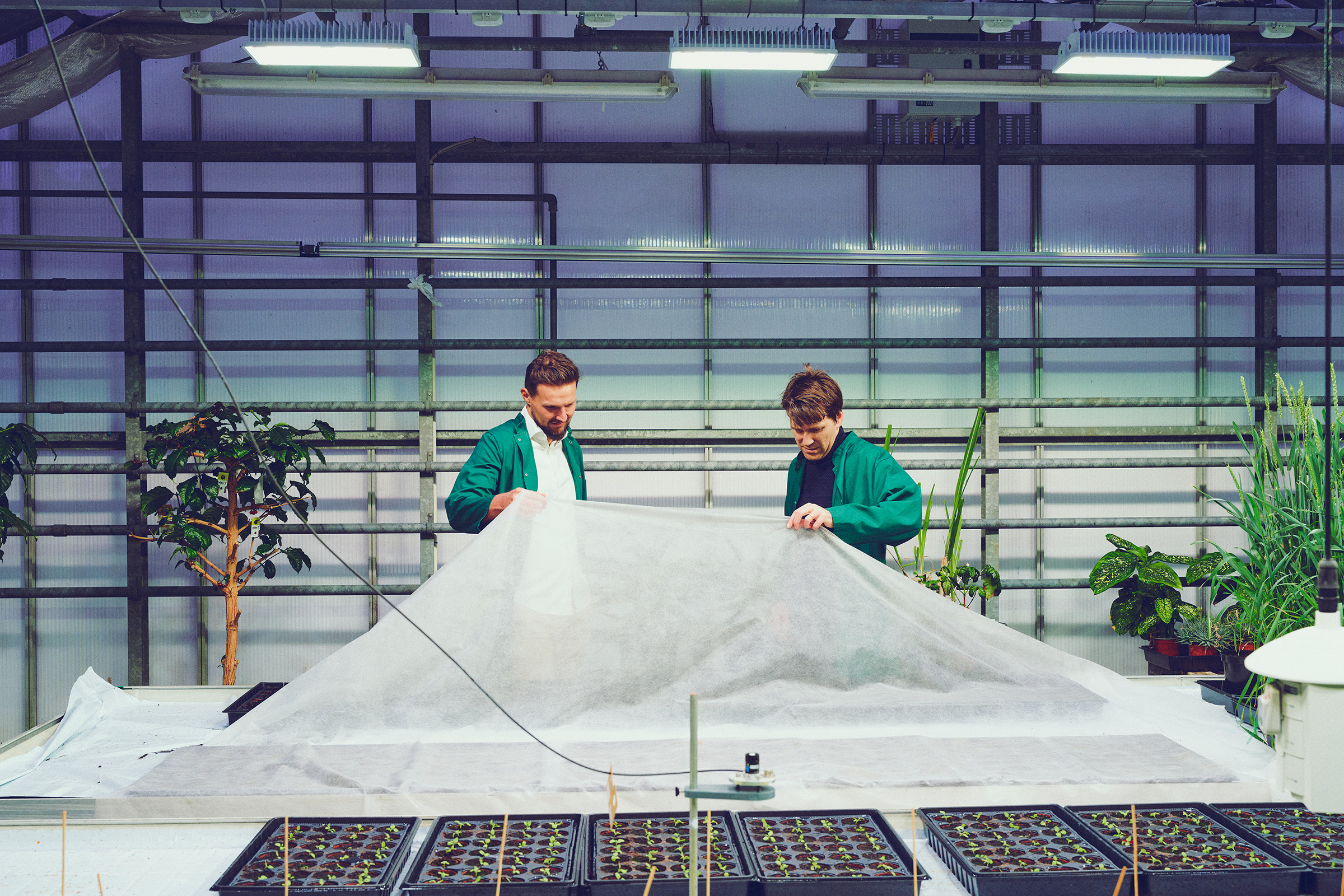 Jon Christensen, Left, and Johan Andersen-Ranberg of TriptoBio at a greenhouse used to grow various plants for research purposes at the University of Copenhagen in Feb. 16. This Danish biotech startup will allow a key rare ingredient to be grown in labs. (Thomas Nielsen)