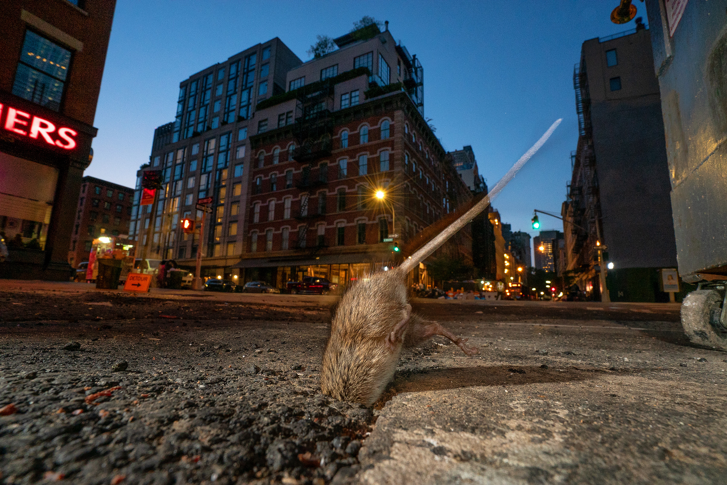 A rat in Tribeca, New York City. (Charlie Hamilton James)