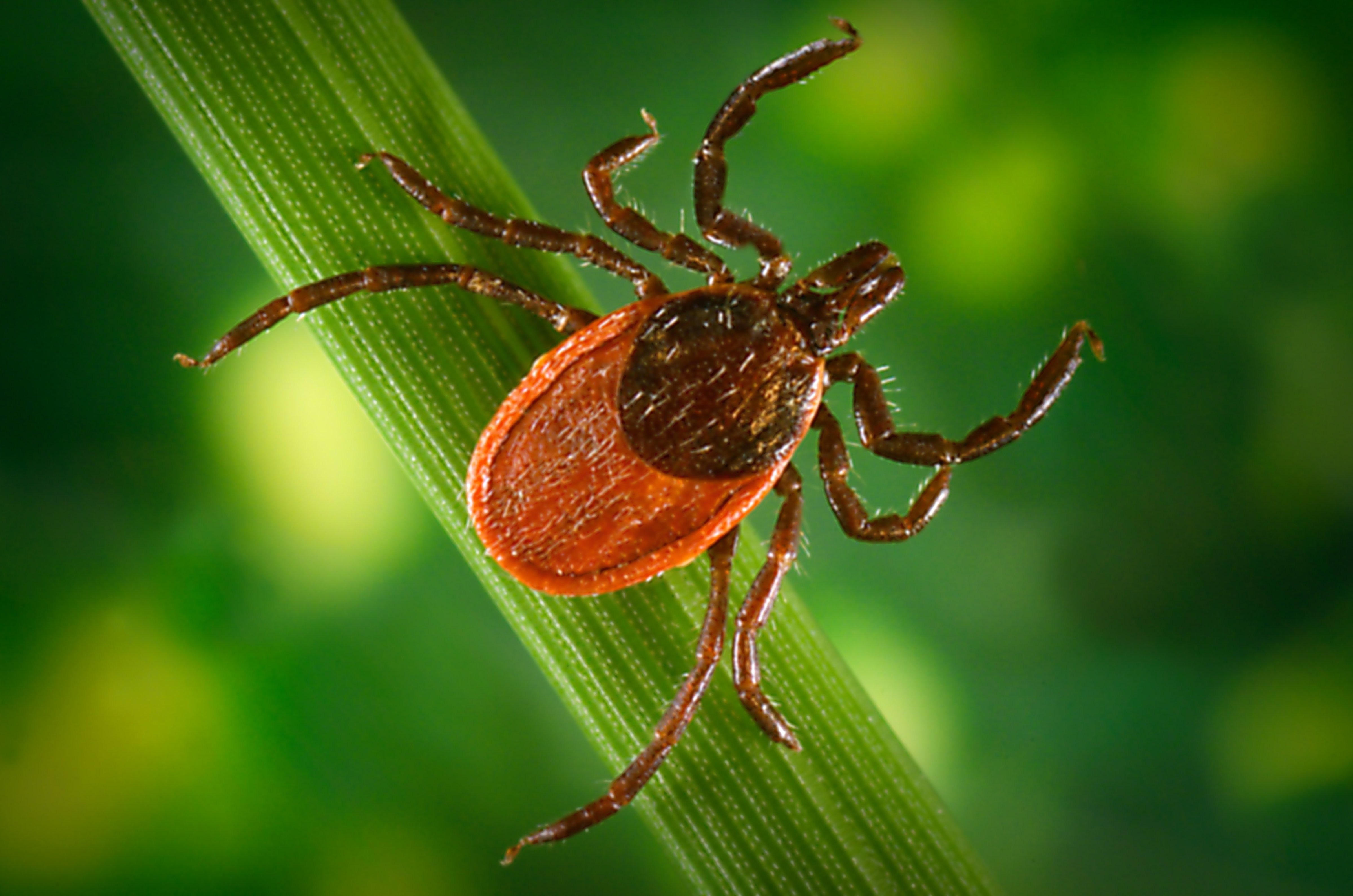 The black-legged tick carries Lyme disease—and much more. (Getty Images)