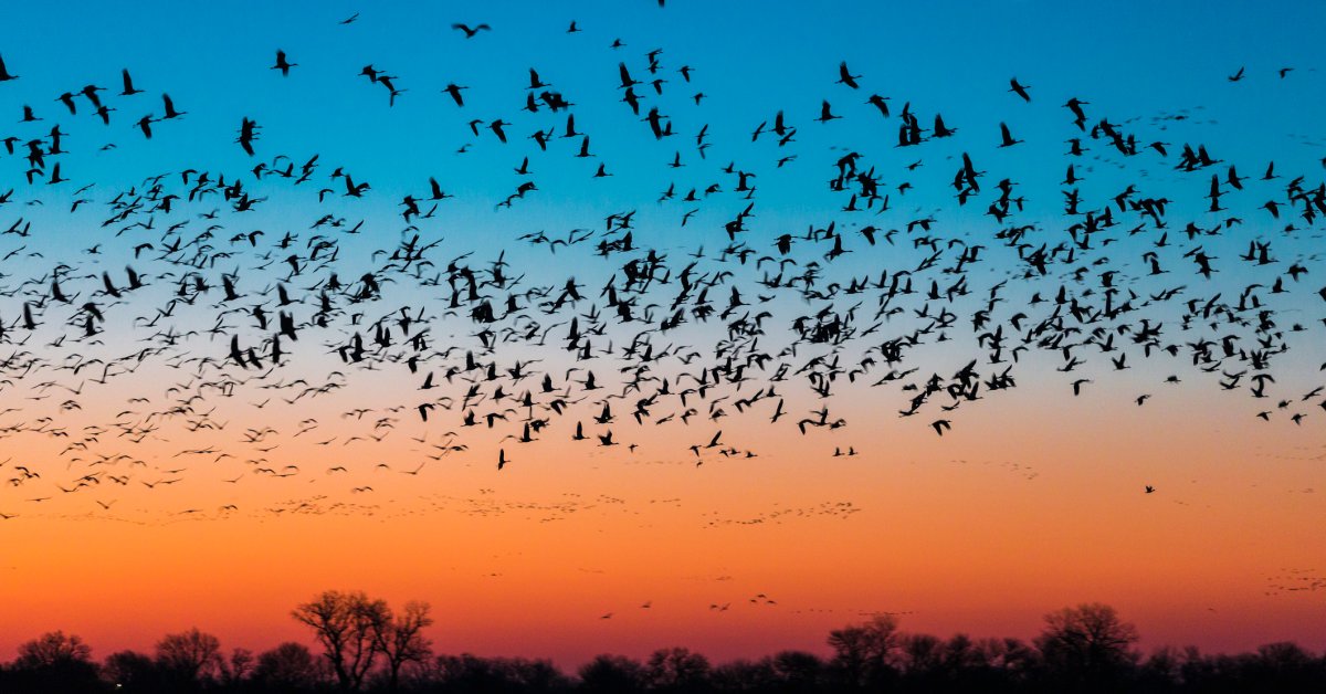 The Science We Need to Save Migratory Birds
