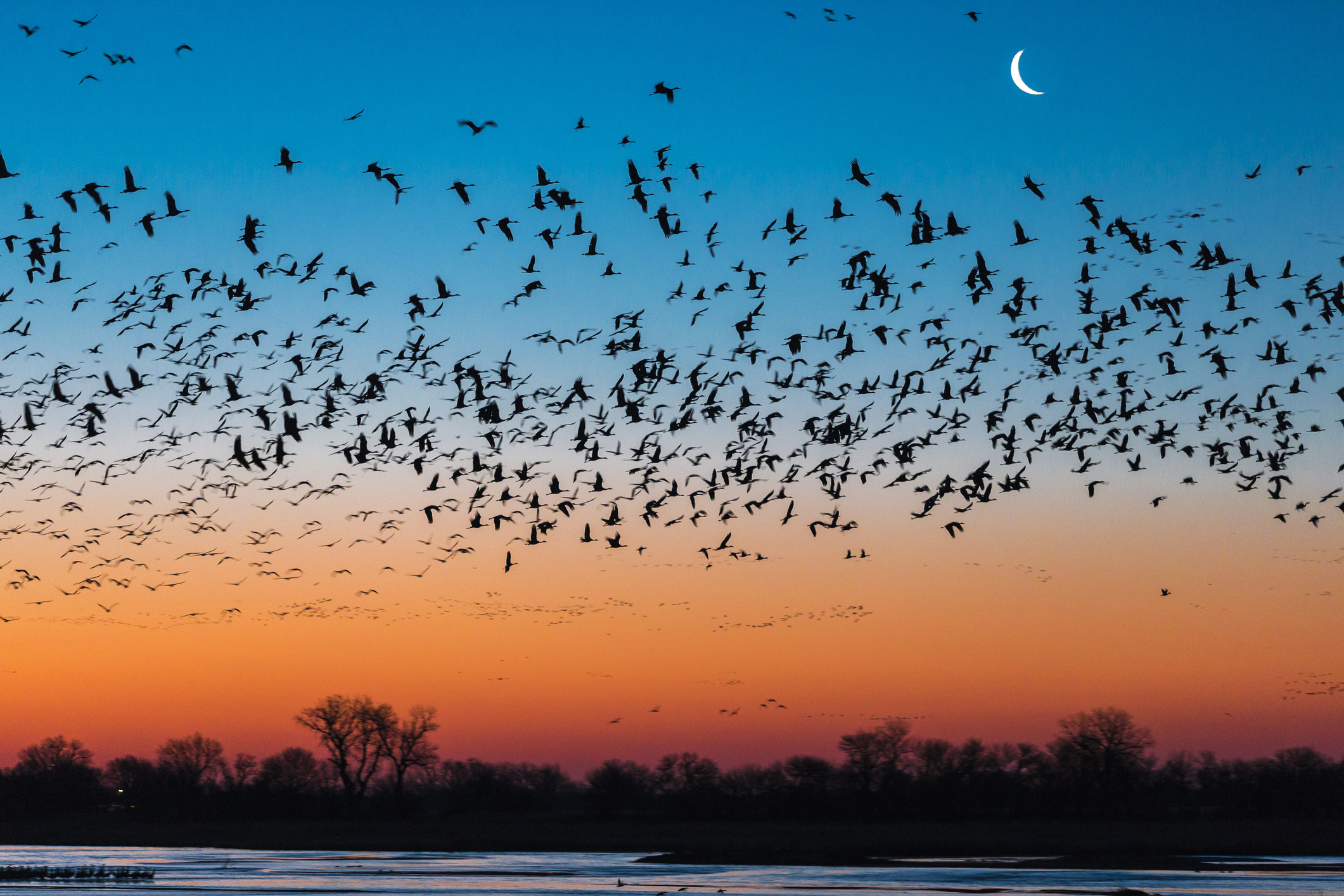 Silhouettes of flock of sandhill crane (Antigone canadensis) birds flying above Platte River at sunset, Kearney, Nebraska, USA (Getty Images/Cavan Images /Free Soul Studios)