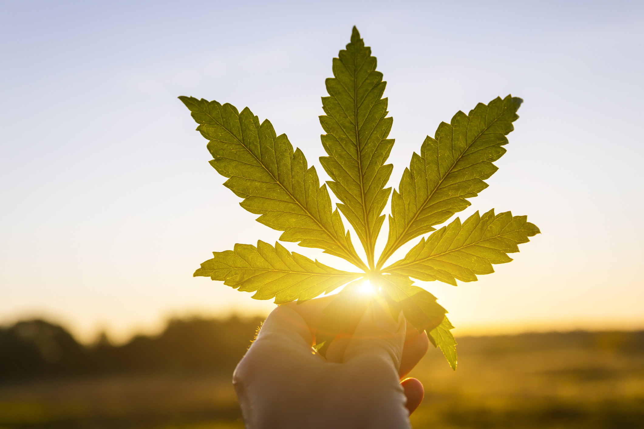 Marijuana leaf in hand on sunset sky background