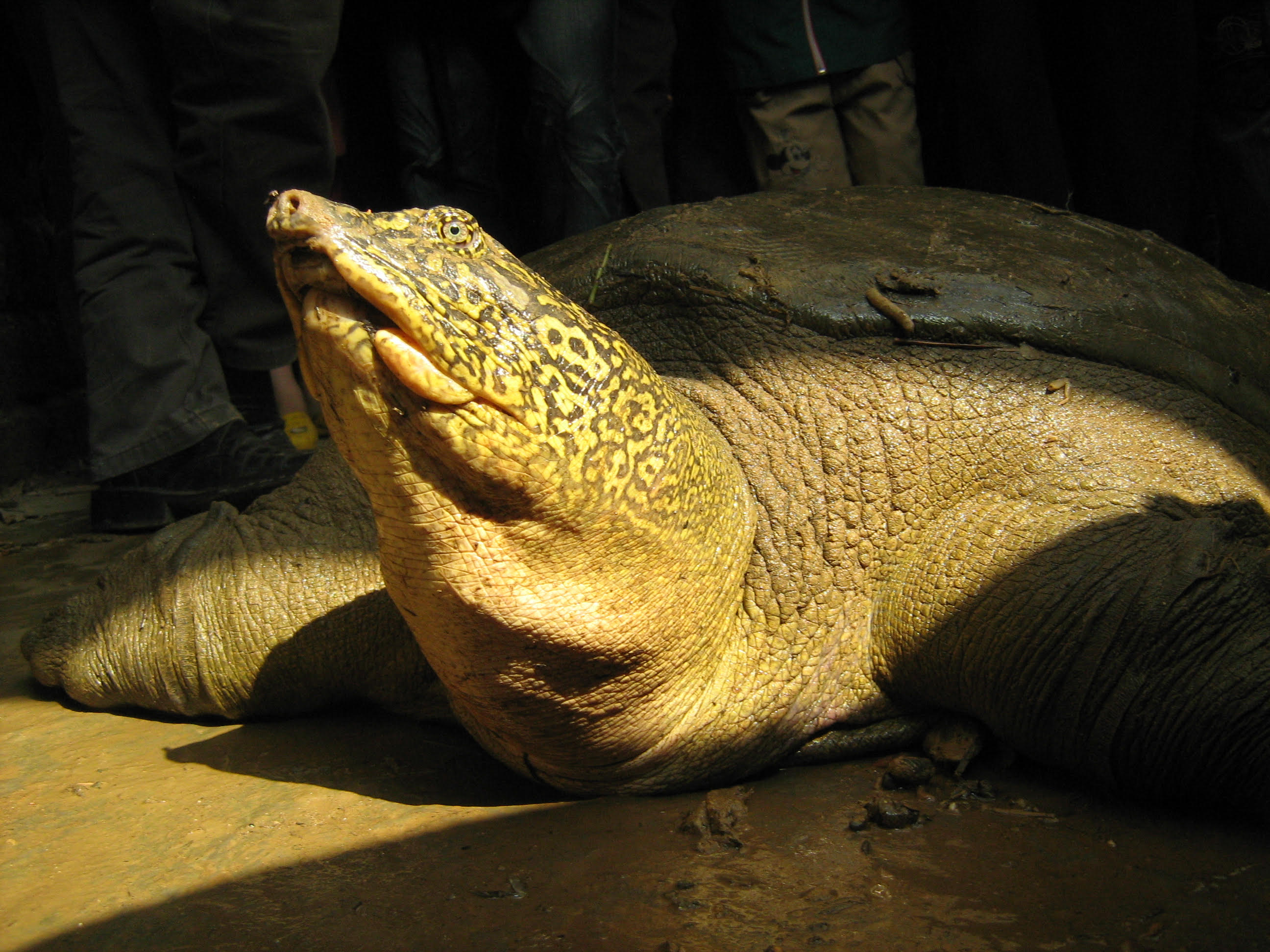 A female Giant Yangtze Softshell Turtle, which died in 2023, in Hanoi in 2008. (Courtesy of Tim McCormack—Asian Turtle Program)