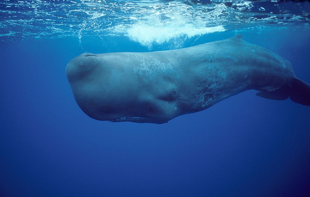 Sperm whale near the Azore Islands in Portugal. (Francois Gohier—VW Pics/Universal Images Group/Getty Images)