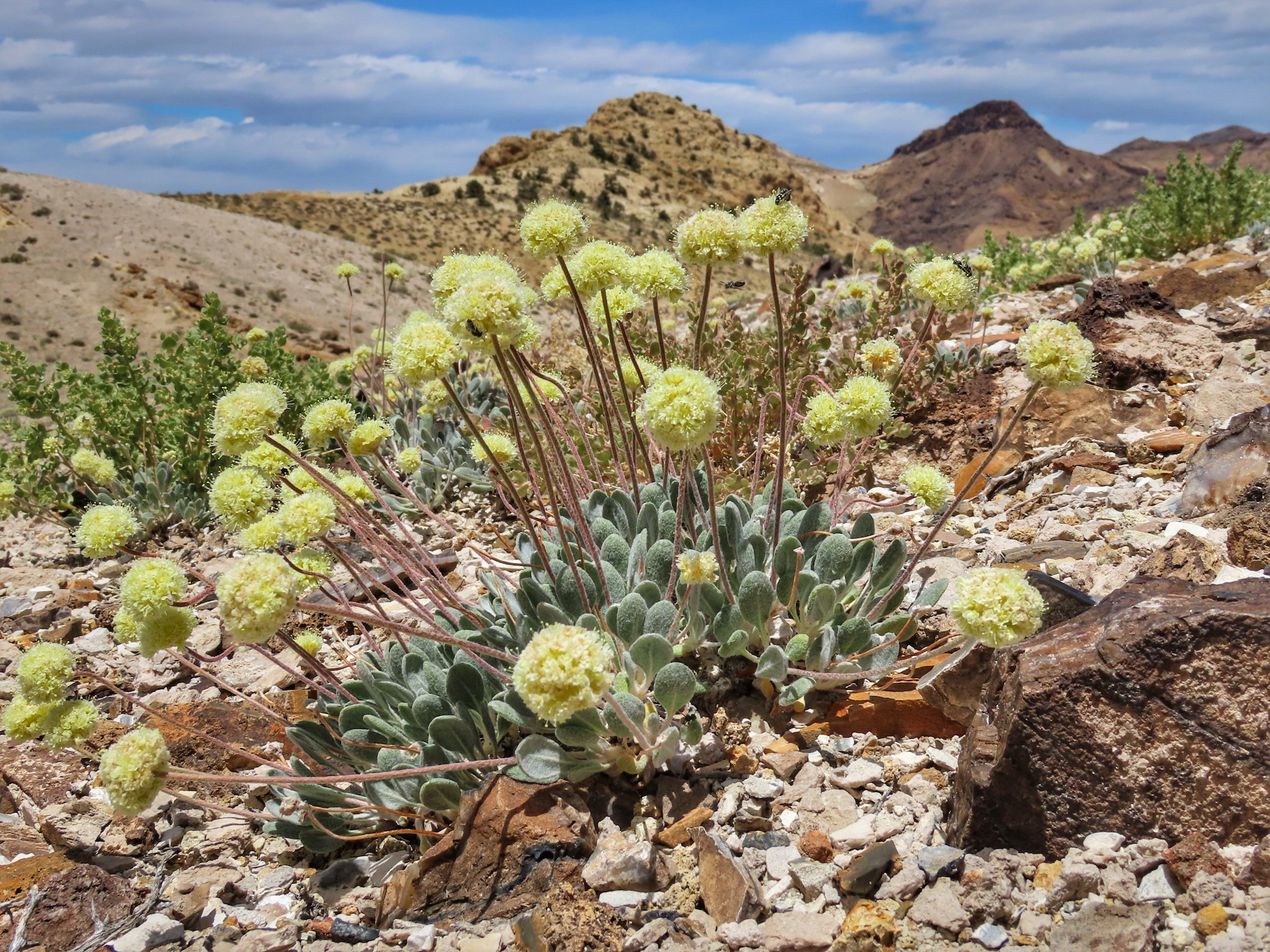 Tiehm’s buckwheat (Eriogonum tiehmii) is a rare species of wildflower in the buckwheat family. Over millennia the plant adapted to soils rich in lithium and boron in the Silver Peak Range of Esmeralda County, Nevada. (Patrick Donnelly / Center for Biological Diversity)