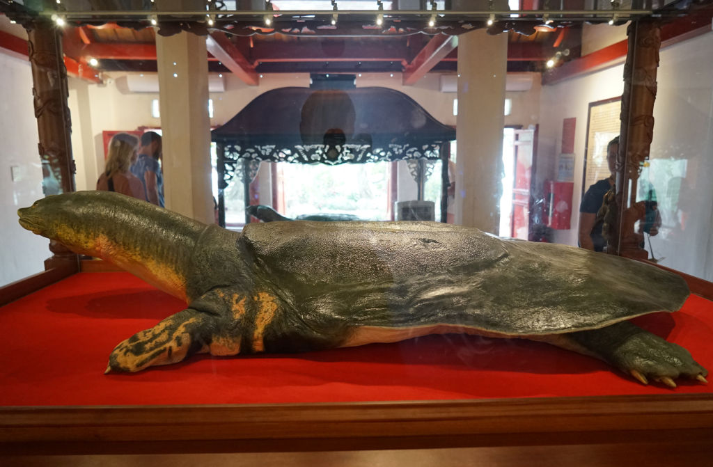The embalmed body of the legendary Giant Yangtze Softshell Turtle Cu Rua is exhibited in the Ngoc Son temple in Hanoi, March 21, 2019. Until his death in January 2016, the turtle was worshipped as the last descendant of the mythical turtle god Kim Quy. (Bennett Murray—dpa/picture alliance/Getty Images)