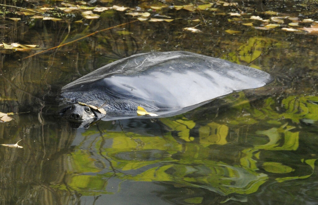 2019'da bir tohumlama operasyonu sırasında ölen dişi Dev Yangtze Yumuşak Kabuklu Kaplumbağa, Çin'in doğusundaki Jiangsu eyaletindeki Suzhou Hayvanat Bahçesi'nde güneşlenmek için yüzeye çıkıyor, 05 Kasım 2014. (FeatureChina/AP)