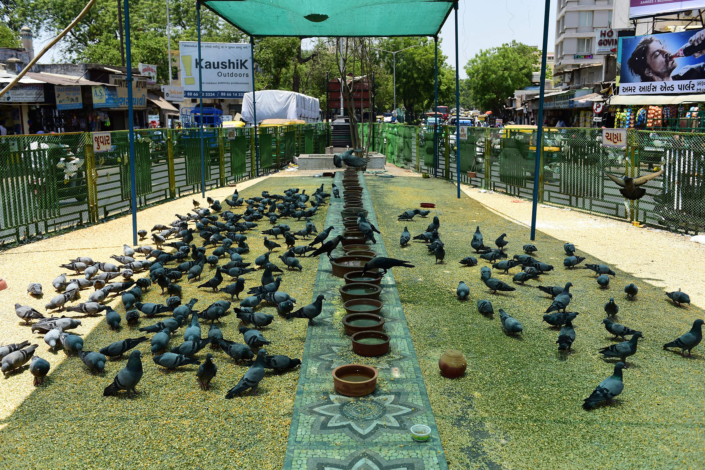 Pigeons gather under a shaded area during a hot day in Ahmedabad, India, on May 17. (Sam Panthaky—AFP/Getty Images)