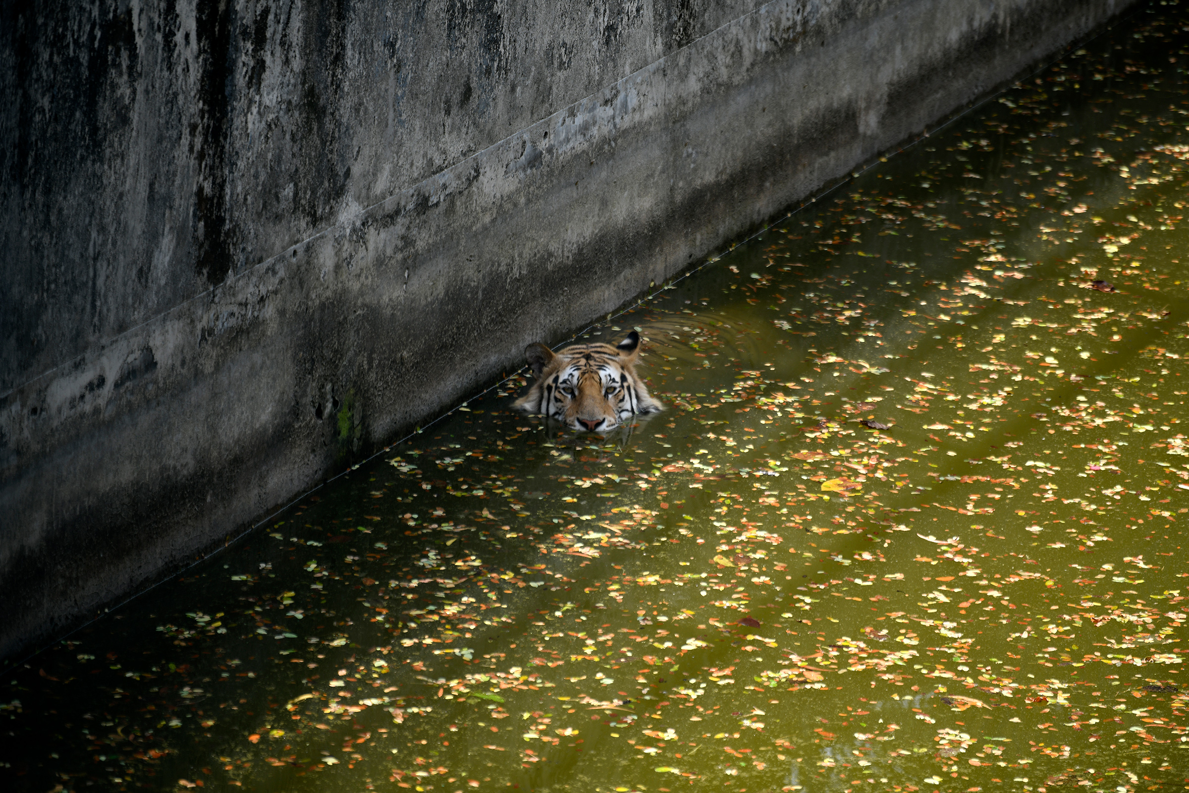 Bir Kraliyet Bengal kaplanı, 16 Nisan'da Dakka'daki Bangladeş ulusal hayvanat bahçesindeki sıcak hava dalgası sırasında yüzerken kameraya tepki veriyor.  (Syed Mahamudur Rahman—NurPhoto/Reuters)