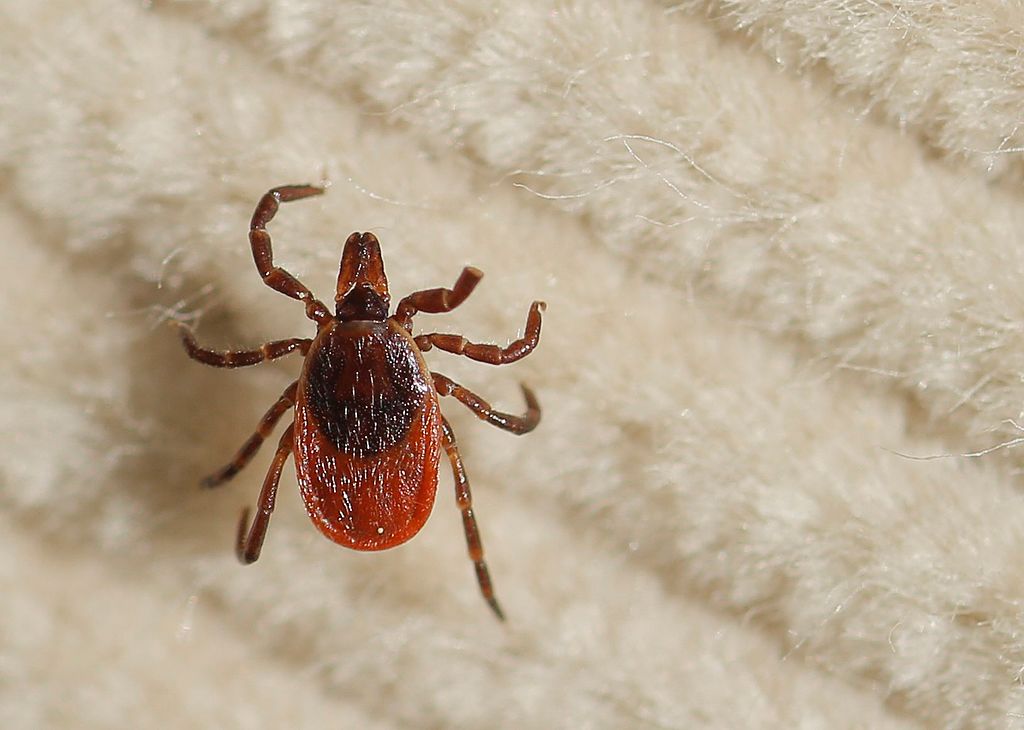 A female deer tick walks on a corduroy 'flag' that was swiped over underbrush.(Photo by Gregory Rec/Portland Press Herald via Getty Images) (Gregory Rec–– Getty Images)