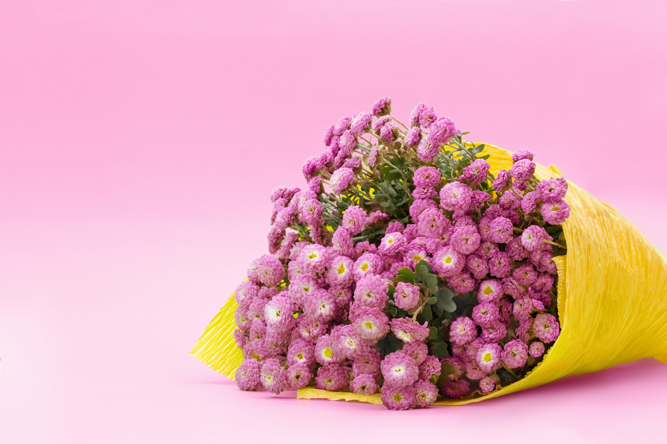 Bouquet of small lilac chrysanthemums in yellow paper on green background Congratulation,Birthday,Romania