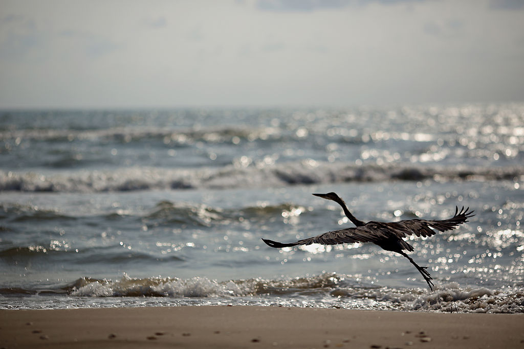 A heron takes flight from the beach at Boca Chica State Park near the village of Boca Chica in Brownsville, Texas, U.S., on Aug. 27, 2015. SpaceX's plan to construct the world's first commercial spaceport adjacent to the beach prompted fears about the welfare of local wildlife. (Luke Sharrett/Bloomberg—Getty Images)