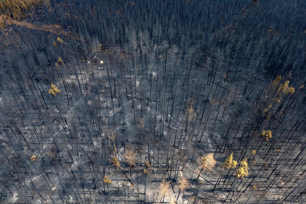 A burnt landscape caused by wildfires near Entrance, Wild Hay area, Alberta, Canada on May 10, 2023. (Megan Albu/AFP—Getty Images)