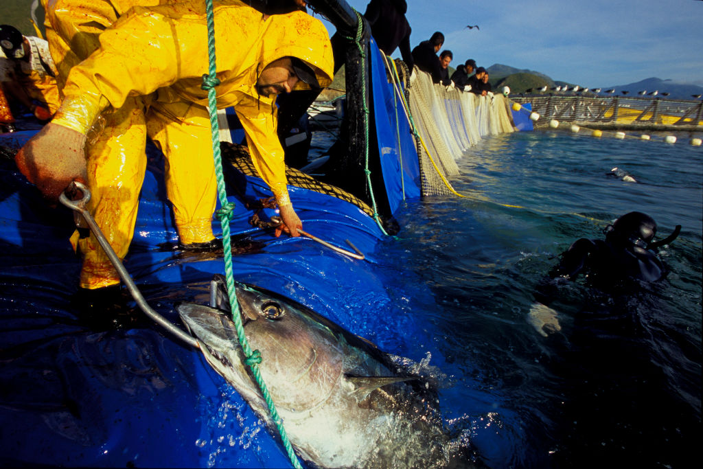 keeping fishing off limits in some places means more tuna elsewhere (Universal Images Group —Mark Conlin-VWPics.com via Getty)