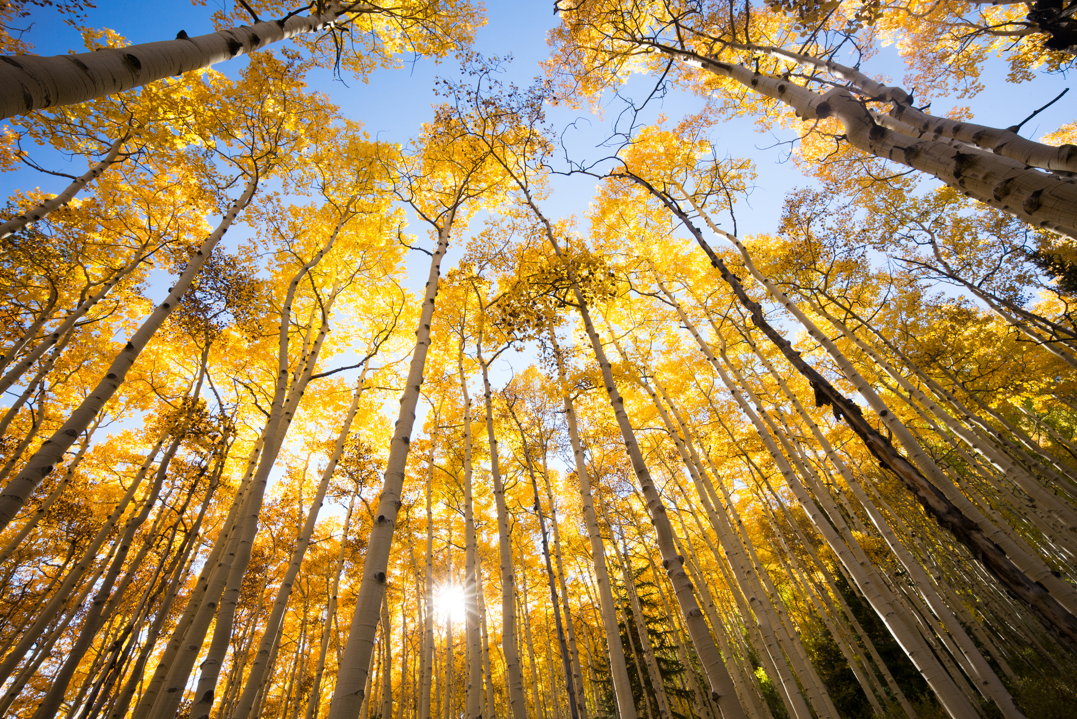 Aspen trees in autumn (Getty Images-Pete Lomchid)
