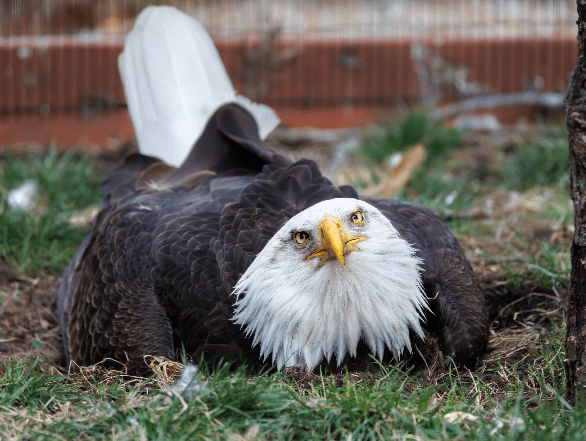 Murphy the bald eagle on his rock.