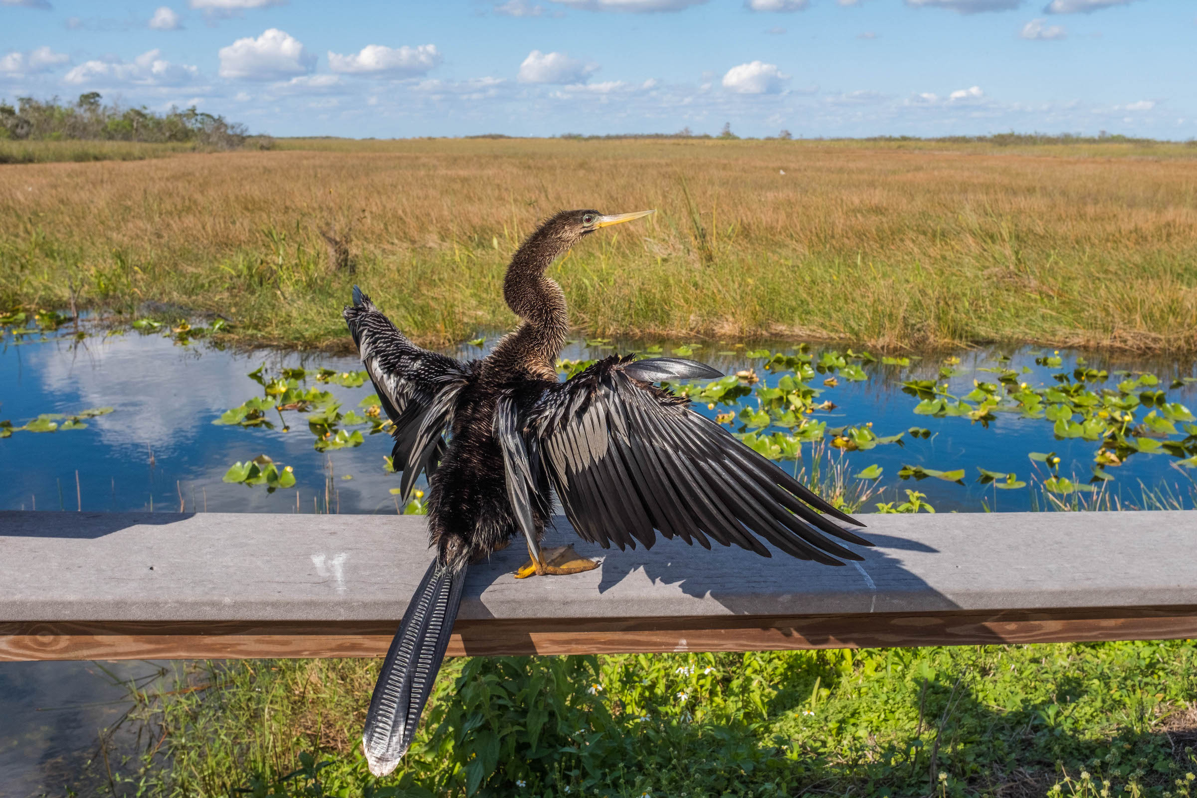 Parc National des Everglades