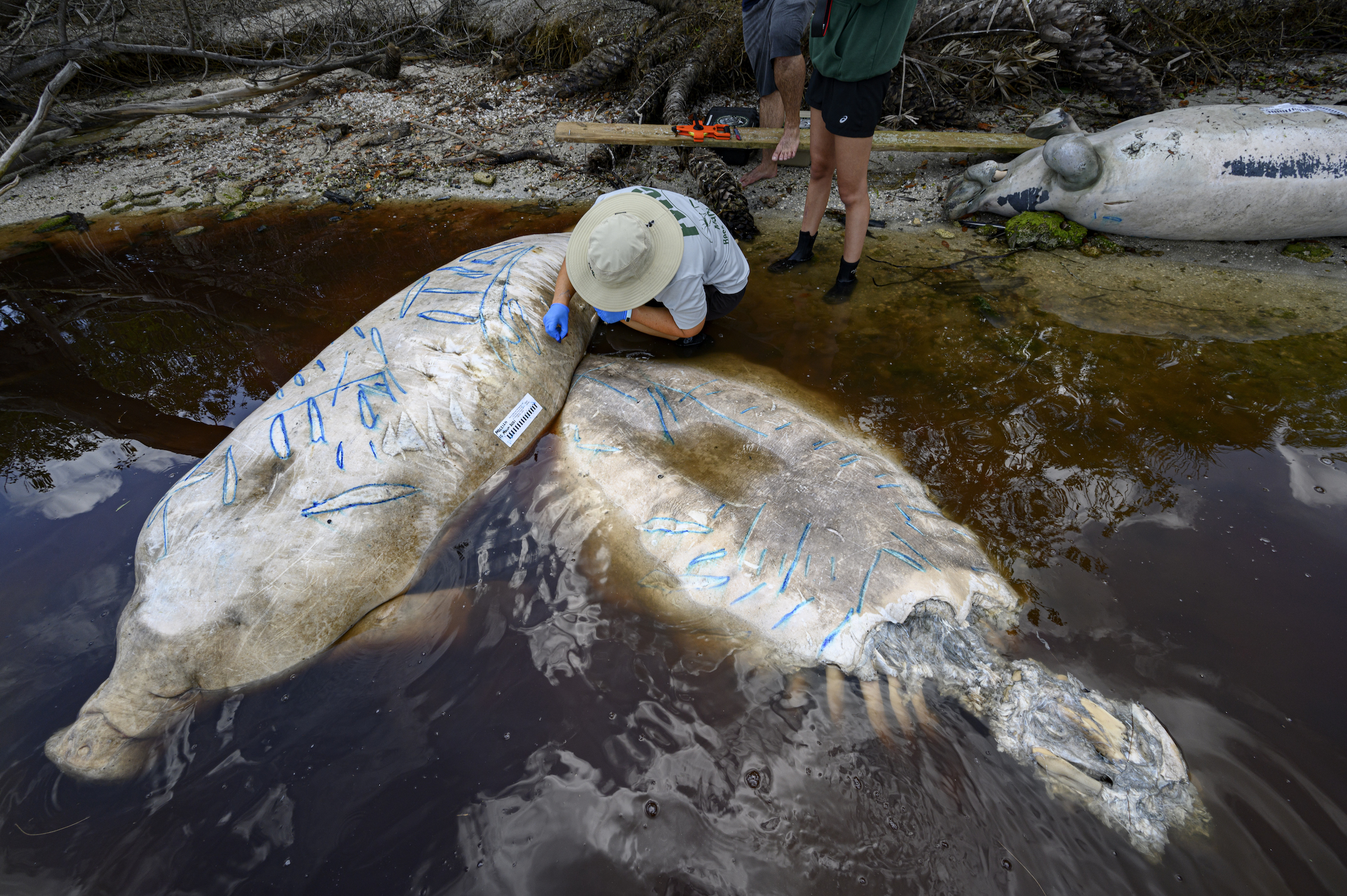 Florida Fish and Wildlife Conservation Commission biologists outline propeller scars during a field exam of dead manatees on March 15, 2021 in Indian River Lagoon, the epicenter of a record-shattering manatee die off that year. Unlike previous massive manatee die offs, which were caused by toxic red tide, this die off is caused by the pollution-fueled collapse of seagrass beds, an important manatee food source. (Jason Gulley)