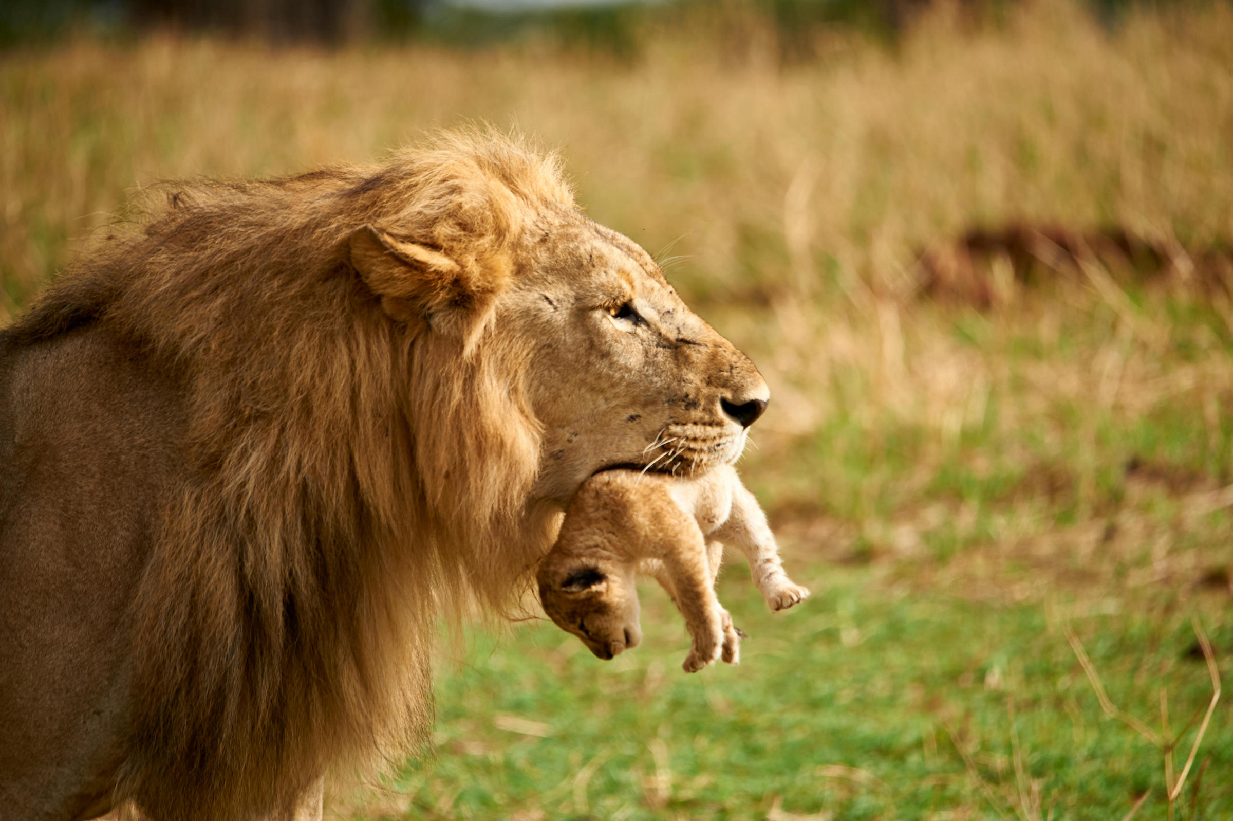 Male lion carrying one of its cubs