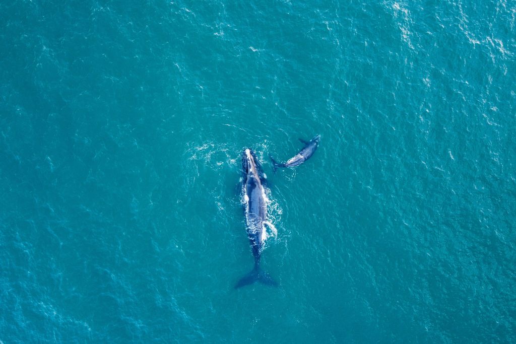 Southern right whales swim off the coast of Infanta, near the Breede River estuary, in South Africa on Oct. 21, 2022. (WIKUS DE WET/AFP—Getty Images)