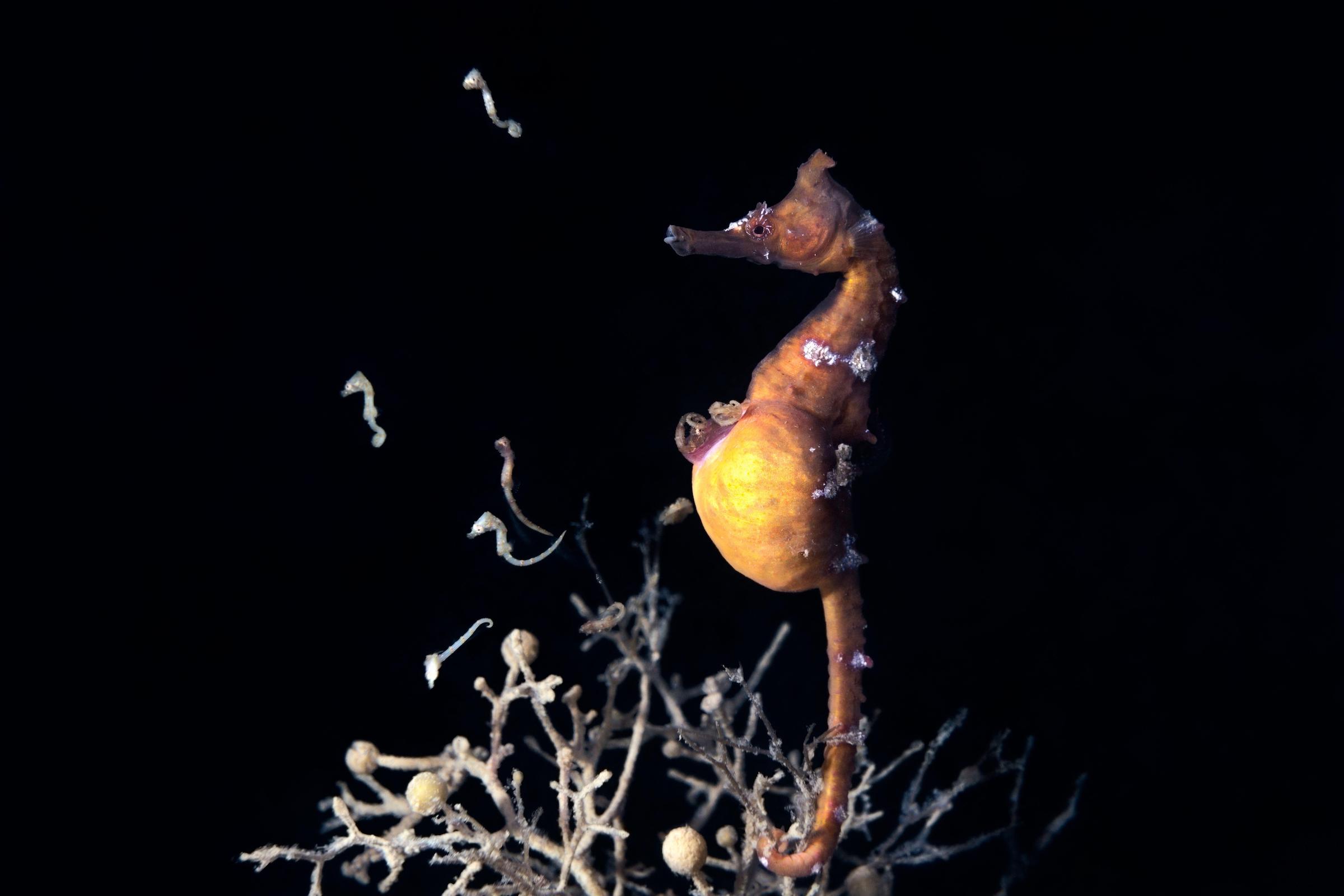 Male Korean seahorse (Hippocampus haema) giving birth. (Nature Picture Library / Alamy Stock Photo)